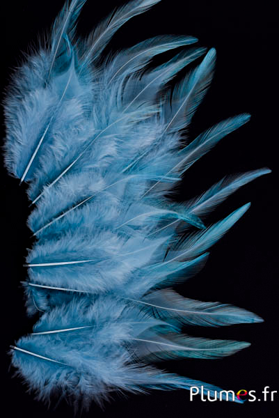 Coq - 8-12 cm - glace